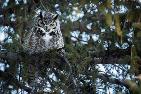 Horned Owl on the Branch