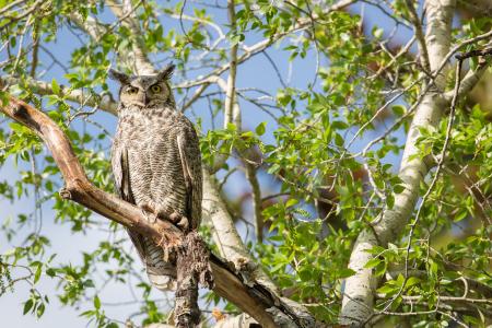 Horned Owl on the Branch