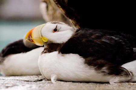 Horned Puffins