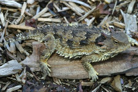 Horned Toad