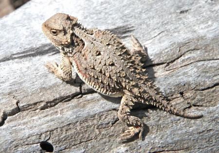 Horned Toad