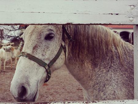 Horse at the Stable