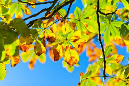 Horse Chestnut Tree