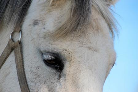 Horse Closeup