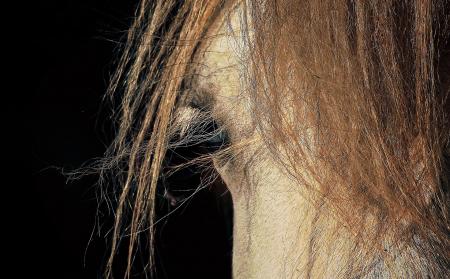 Horse Closeup