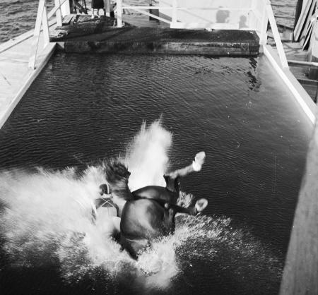 Horse Diving