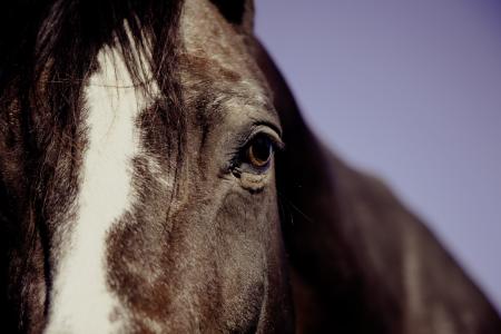 Horse Face in Focus Phography