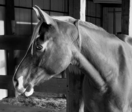 Horse Grayscale Photography