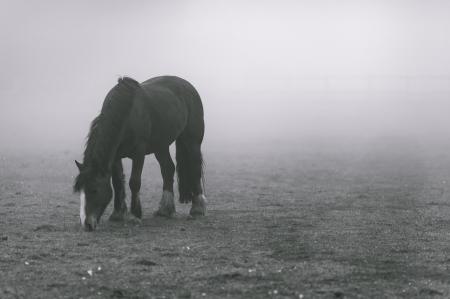 Horse in The Mist