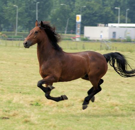 Horse in the Netherlands