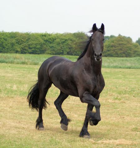 Horse in the Netherlands