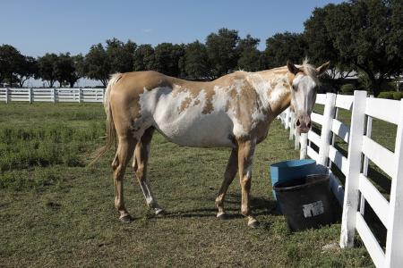 Horse in the Stable