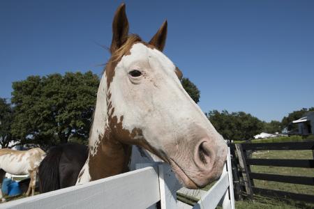 Horse in the Stable