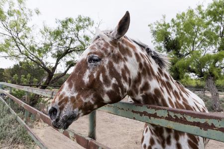 Horse in the Stable