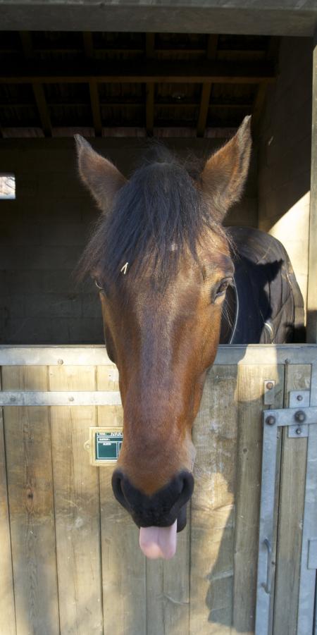 Horse in the Stable