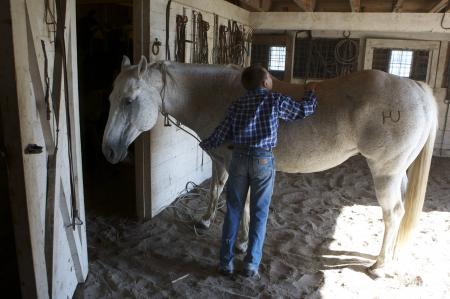 Horse in the Stable