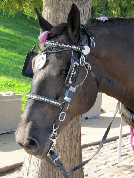 Horse in the Stable