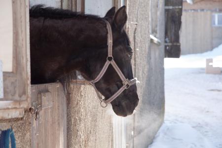 Horse in the Stable