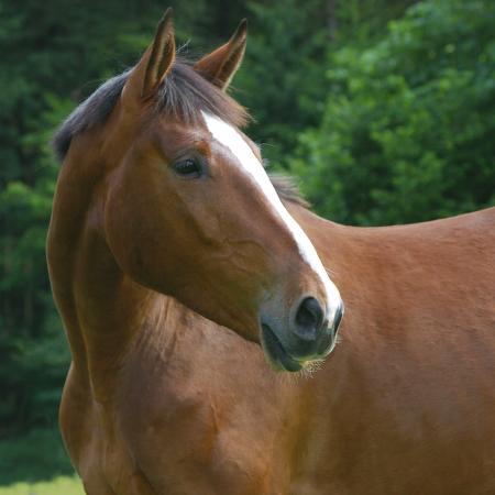 Horse in the Stable