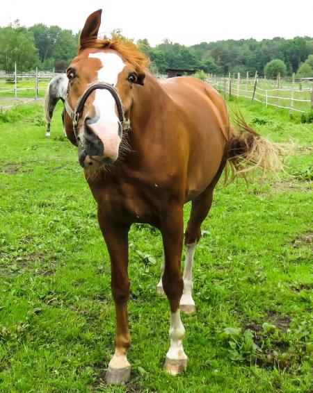 Horse in the Stable