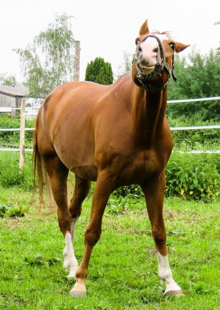 Horse in the Stable