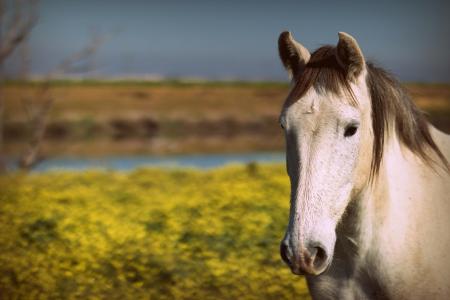 Horse in the Stable