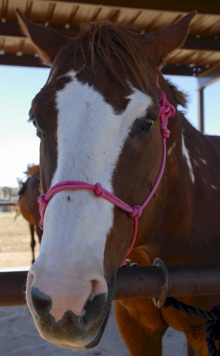 Horse in the Stable