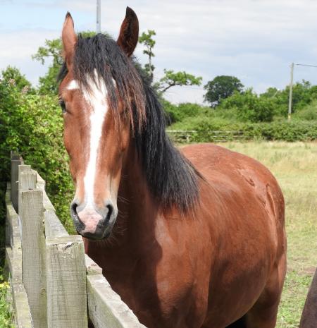 Horse in the Stable