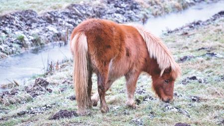 Horse on Field