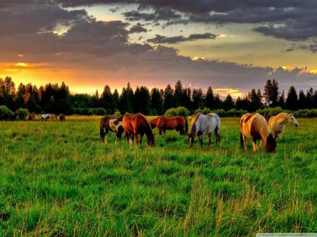 Horse on Field