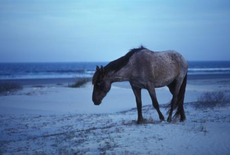 Horse on the Shore