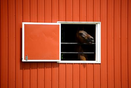 Horse Stable