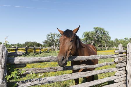 Horse Stable