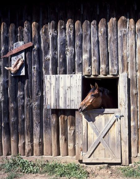 Horse Stable