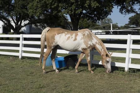 Horse Stable