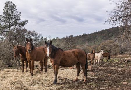 Horse Stable