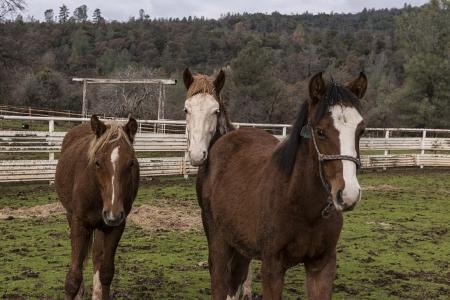 Horse Stable