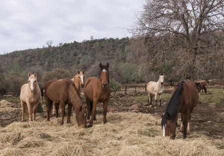 Horse Stable