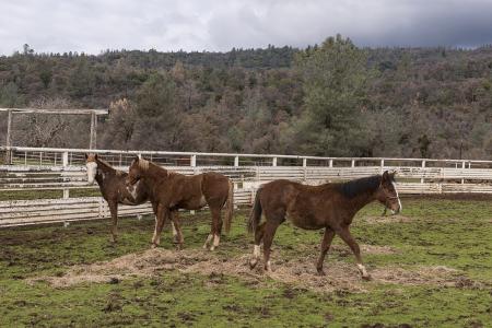 Horse Stable