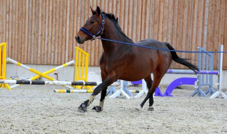 Horse Stable