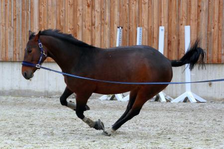 Horse Stable