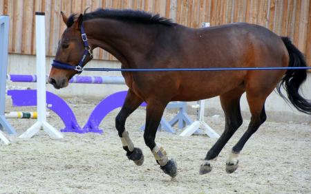 Horse Stable