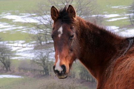 Horse Stable