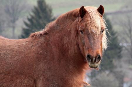 Horse Stable