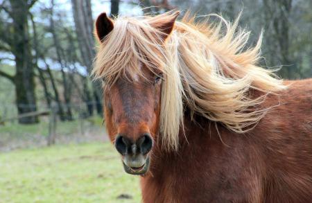 Horse Stable