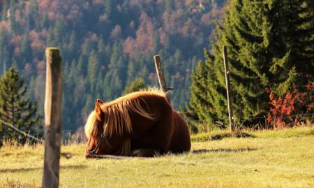 Horse Stable