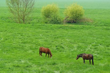 Horses