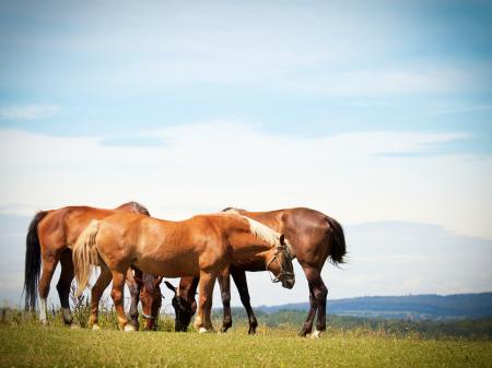 Horses