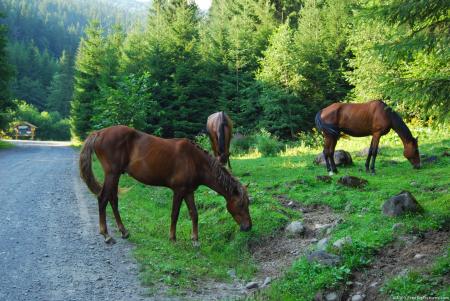 Horses Feeding