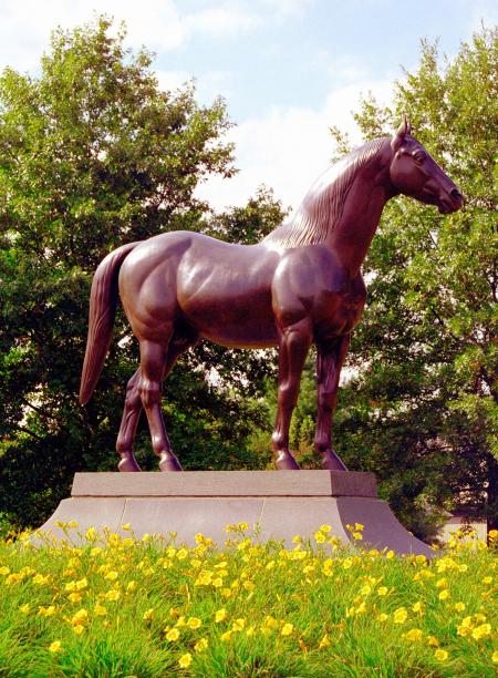 Horses in Park